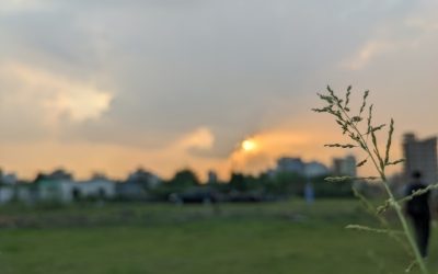 全球传统草药:探索各国古老智慧的药用宝藏