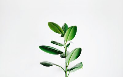 简单生活,幸福加倍:2025年极简主义新趋势与心灵富足