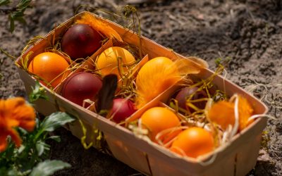 味蕾与自然的和谐之旅：探索亚洲可持续美食旅游新趋势