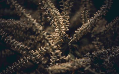 定投策略：在波动加密市场中稳健获利的秘诀