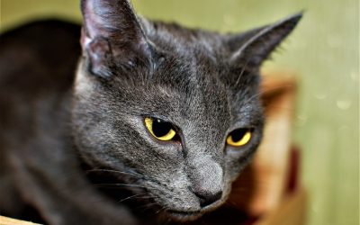 2026年星座配对新趋势：探索你的灵魂伴侣，不再盲目！