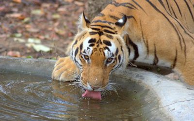 2026年星座配对新趋势：在变动中寻找真爱与和谐关系