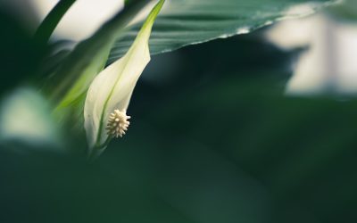 星盘合盘分析：揭秘你的爱情与人际关系密码 🌌